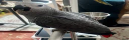 Parrots birds for sale: Hand Reared Macaws, Grey & Eclectus  - Advert 2