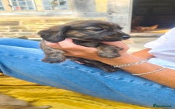 Miniature Dachshund dogs for sale: Miniature Longhaired Dachshund Puppies  - Image 7
