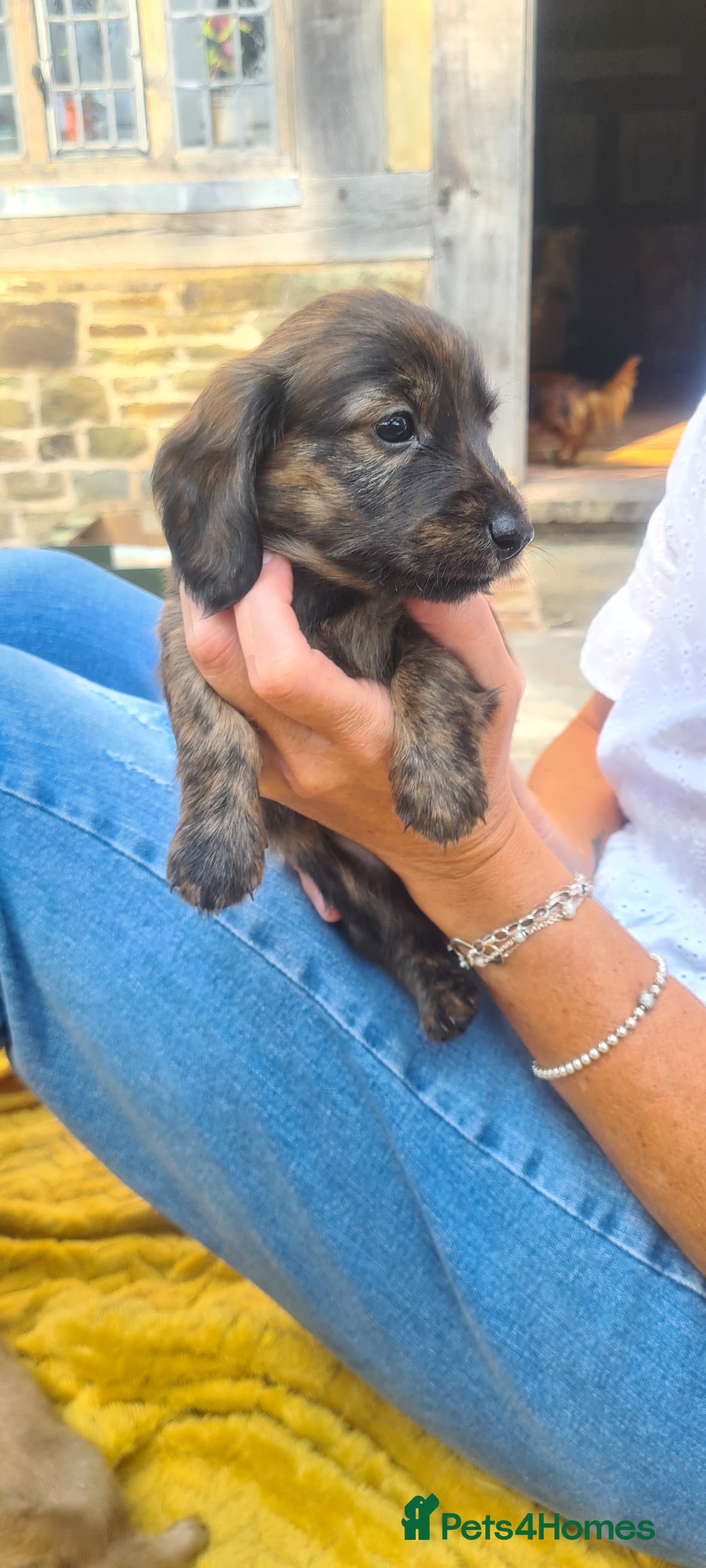Miniature Dachshund dogs for sale: Miniature Longhaired Dachshund Puppies  - Image 7