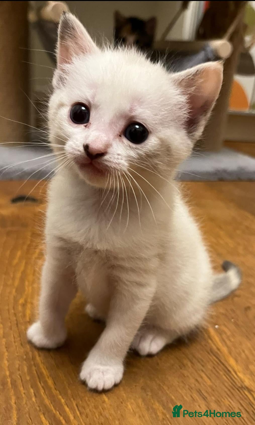 Mixed Breed cats Stunning, Friendly Ragdoll Cross Kittens - Advert 2