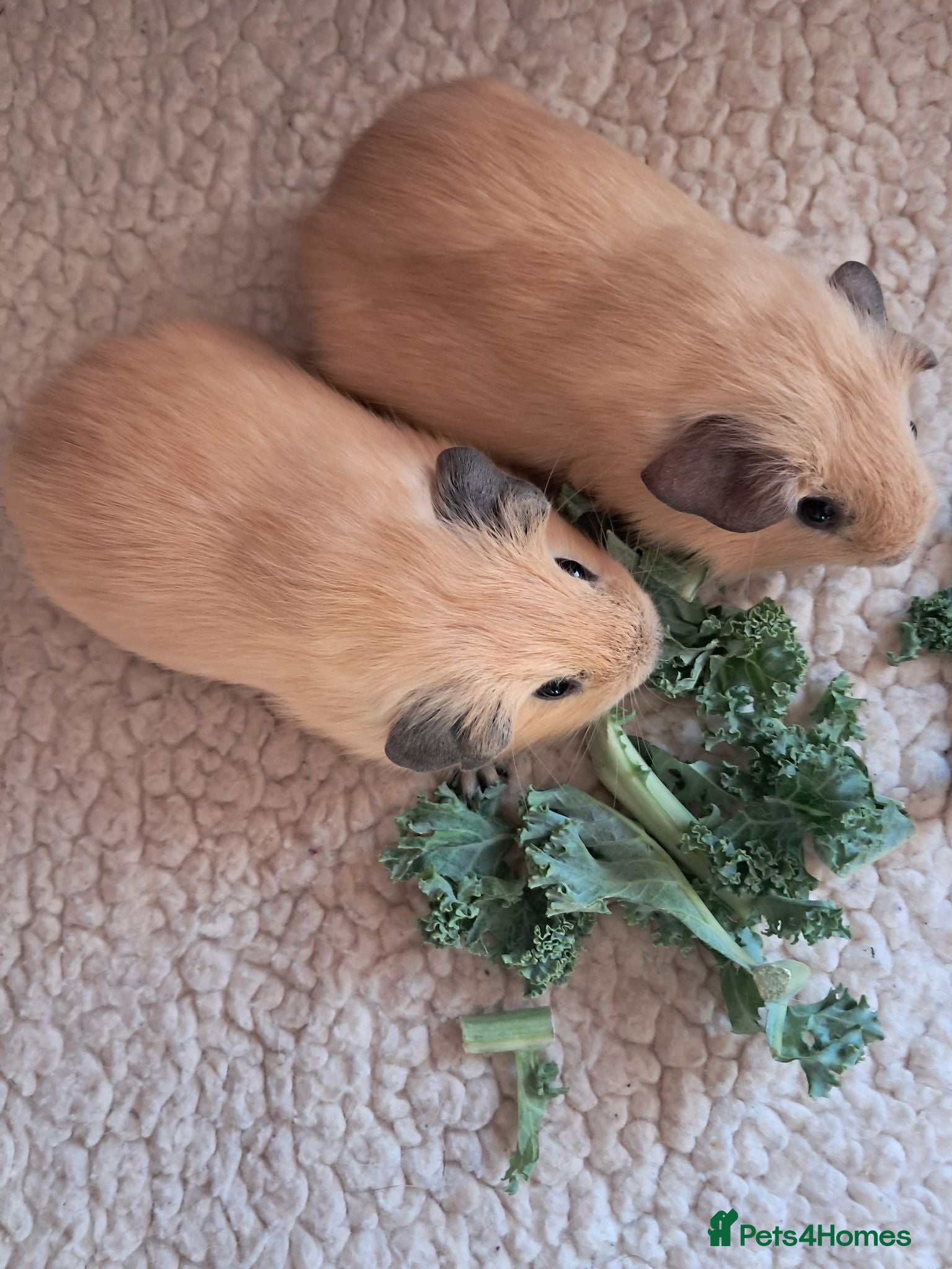 Guinea Pig rodents PURE CALIFORNIAN BABY GUINEA PIGS - Advert 12