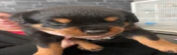 Rottweiler dogs for sale: Rottweiler puppies for sale  - Advert 10