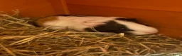 Guinea Pig rodents for sale: 2 Female Guinea Pigs - Advert 3