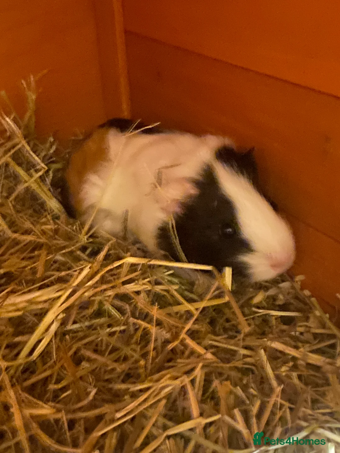 Guinea Pig rodents for sale: 2 Female Guinea Pigs - Advert 3