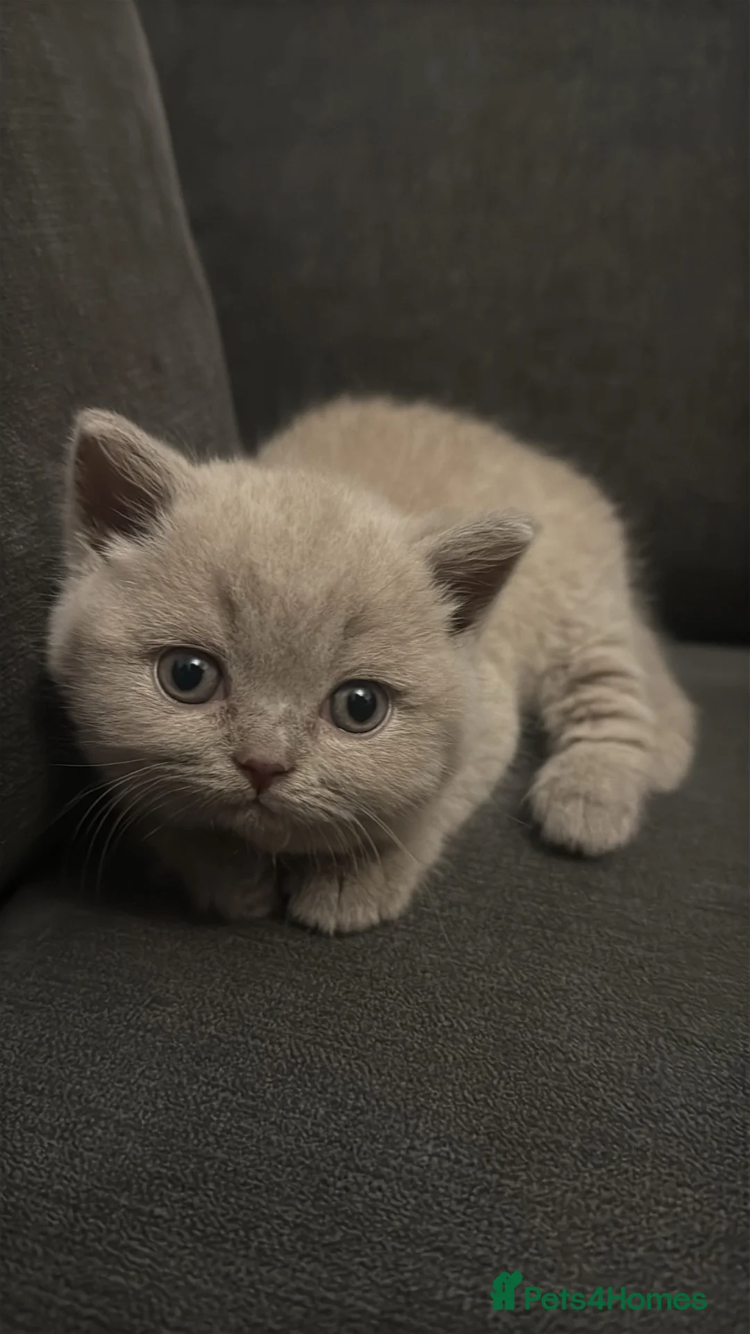 British Shorthair cats for sale: Chunky Lilac British Shorthair Kittens for sale!!! - Advert 18