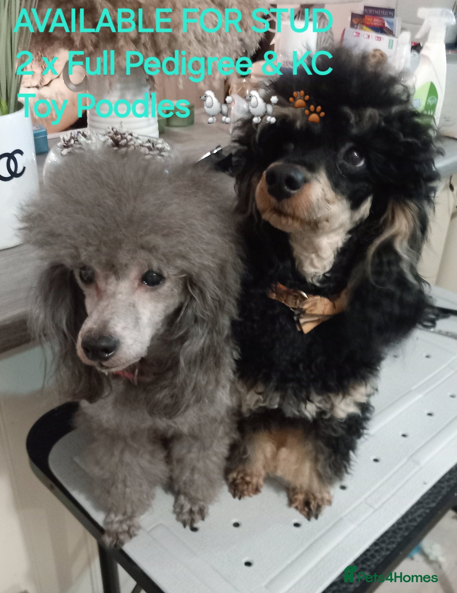 Toy Poodle dogs *2 STUDS AVAILABLE*FULL PEDIGREE SILVER & PHANTOM - Advert 4