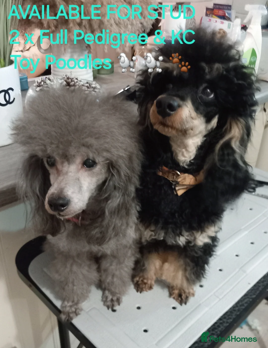 Toy Poodle dogs for stud: 2 STUDS AVAILABLE*FULL PEDIGREE SILVER/KC PHANTOM - Advert 1