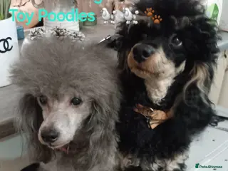 Toy Poodle dogs *2 STUDS AVAILABLE*FULL PEDIGREE SILVER & PHANTOM - Advert 4