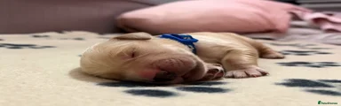 DARK BLUE PUP (BOY)