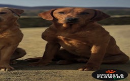 Labrador Retriever dogs for stud: Fully Health Tested KC Fox Red Labrador 🏆🧬 in Aboyne - Image 2