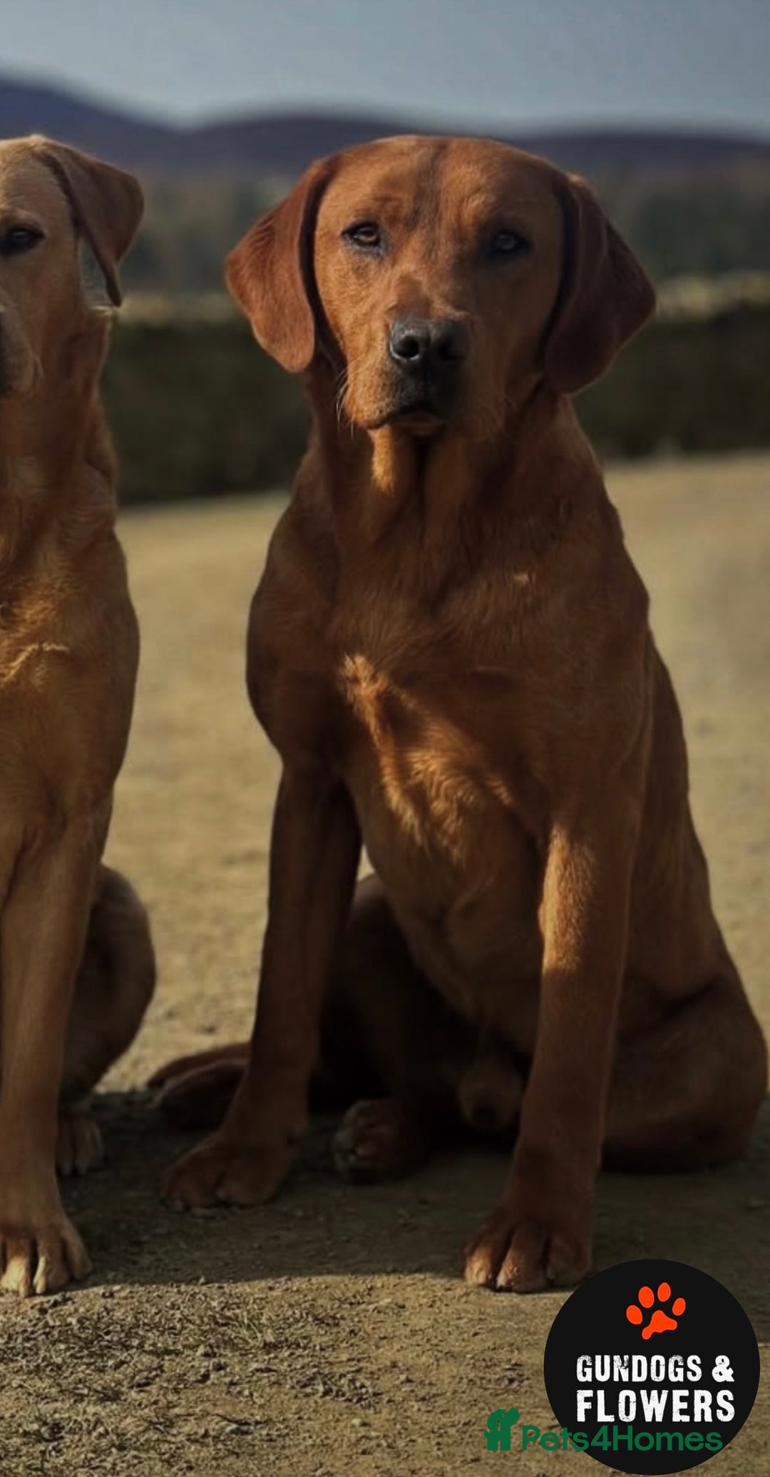 Labrador Retriever dogs for stud: Fully Health Tested KC Fox Red Labrador 🏆🧬 in Aboyne - Image 2
