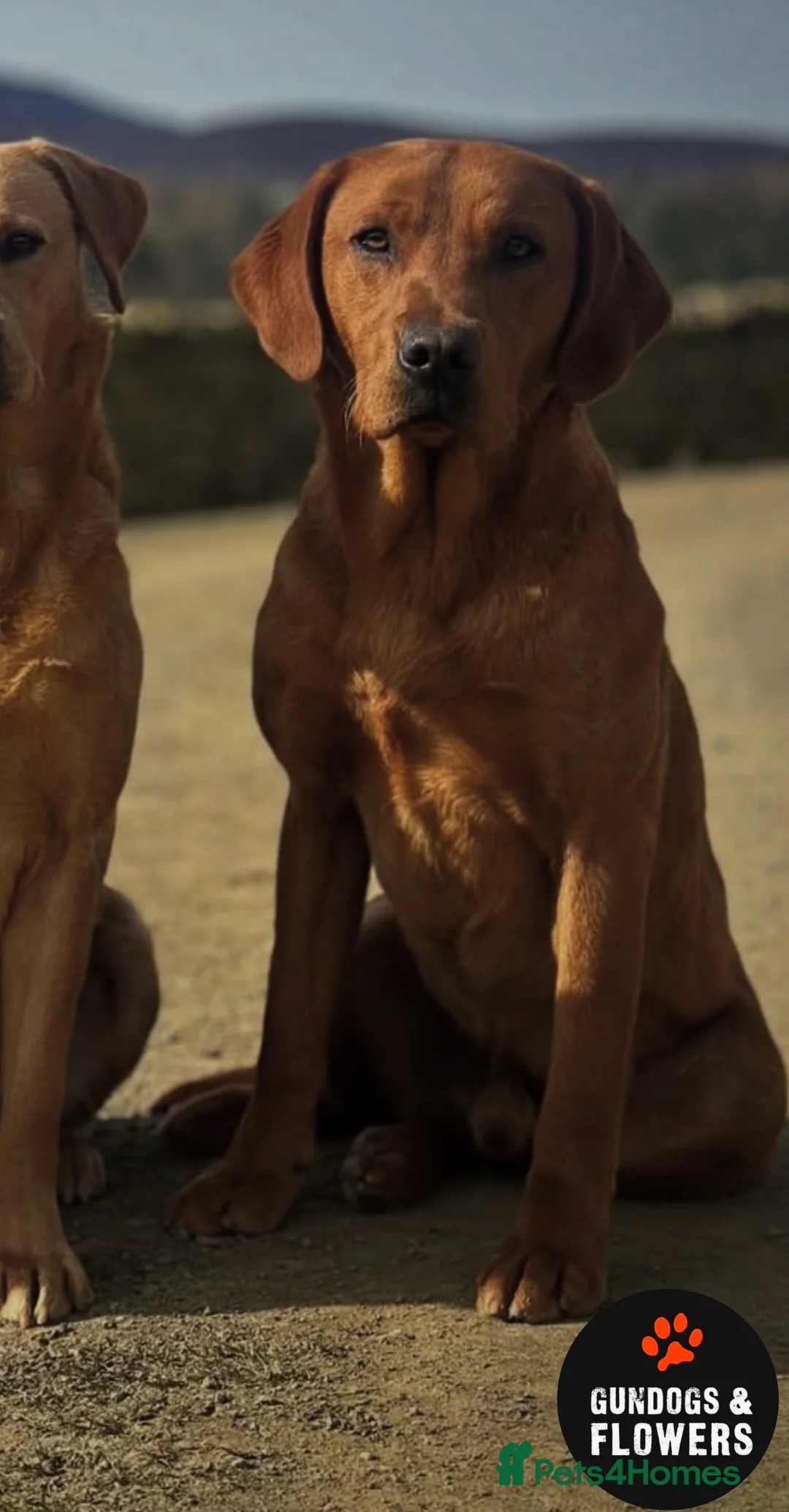 Labrador Retriever dogs for stud: Fully Health Tested KC Fox Red Labrador 🏆🧬 in Aboyne - Advert 2