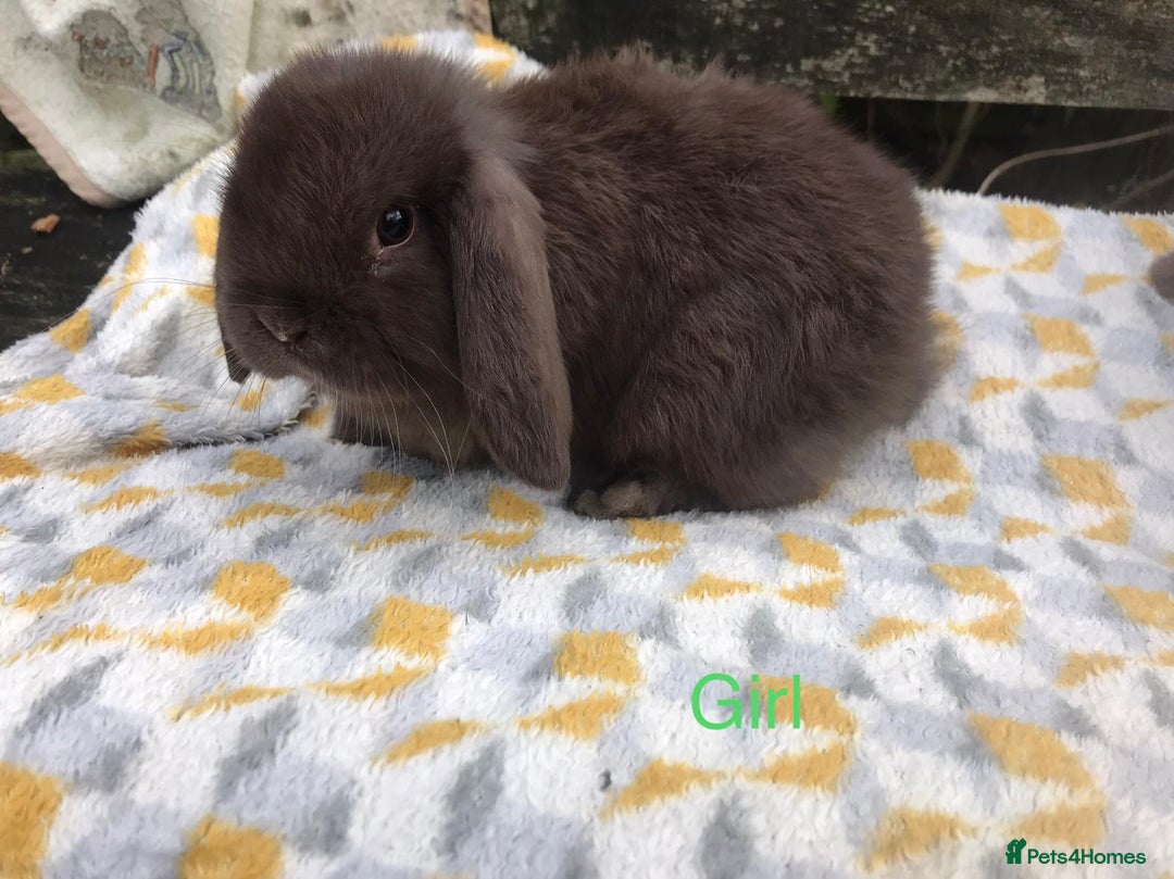 Mini Lop rabbits for sale: Beautiful mini lop bucks for sale  - Advert 6