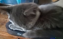 Mixed Breed cats for sale: Charming Cheeky Chunky  Bengal X Kittens. - Image 35