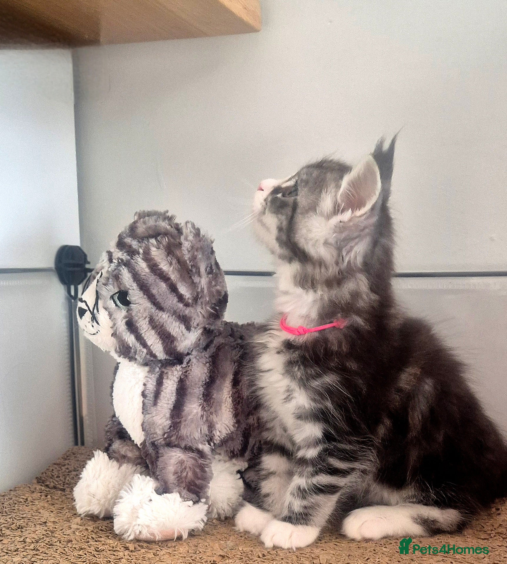 Maine Coon cats 🎀 Outstanding GCCF Pedigree Maine Coon Kittens  - Advert 5