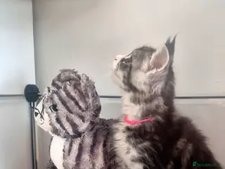 Maine Coon cats 🎀 Outstanding GCCF Pedigree Maine Coon Kittens - Advert 5