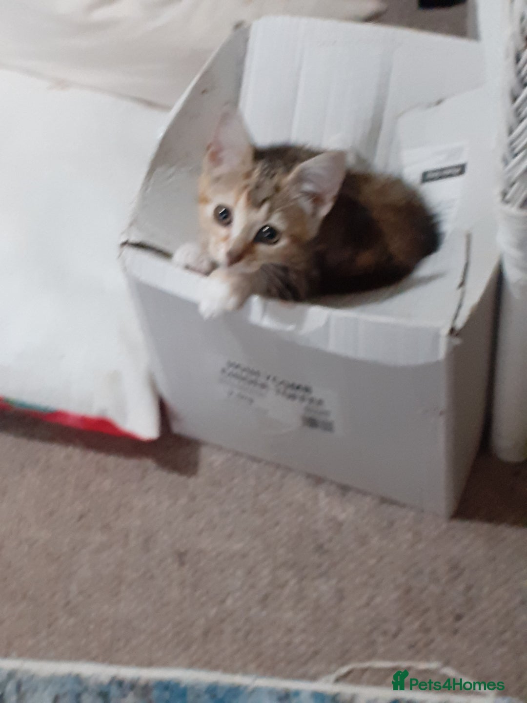 Domestic Shorthair cats for sale: Lovable kittens for homing - Image 11