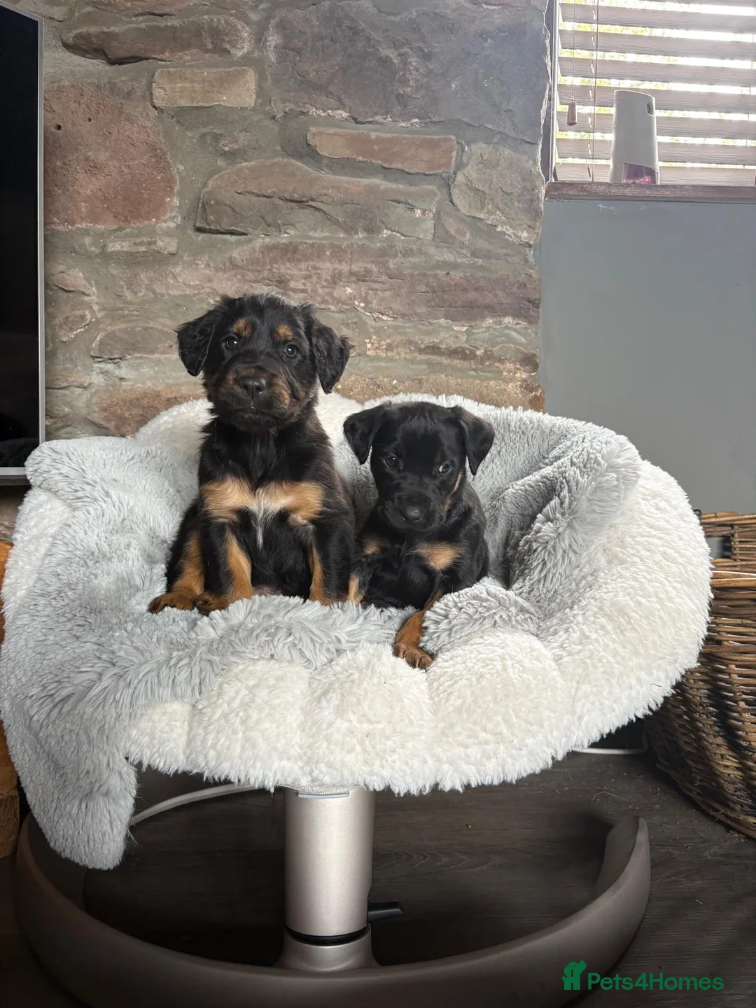 Huntaway dogs for sale:  NZ Huntaway pups from superb working parents - Advert 1