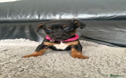 Jack Russell dogs for sale: 8 beautiful jack Russell puppies 5 girls 3 boys  - Image 8