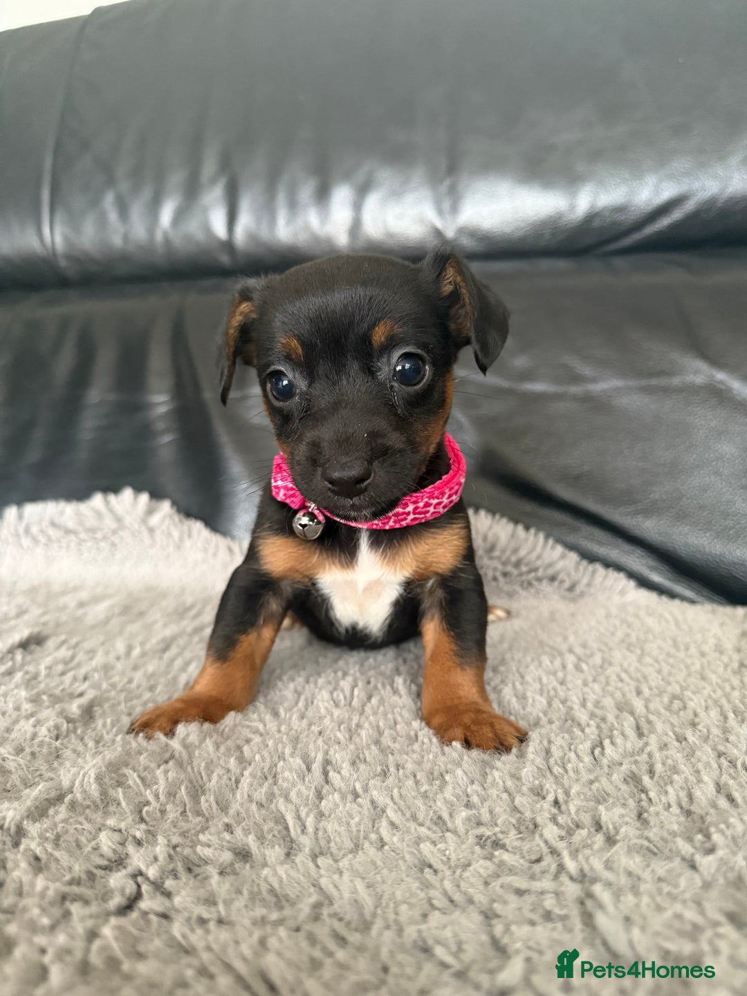 Jack Russell dogs for sale: 8 beautiful jack Russell puppies 5 girls 3 boys  - Image 8