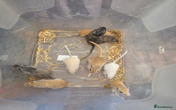 Gerbil rodents for sale: Baby Gerbils  - Image 3