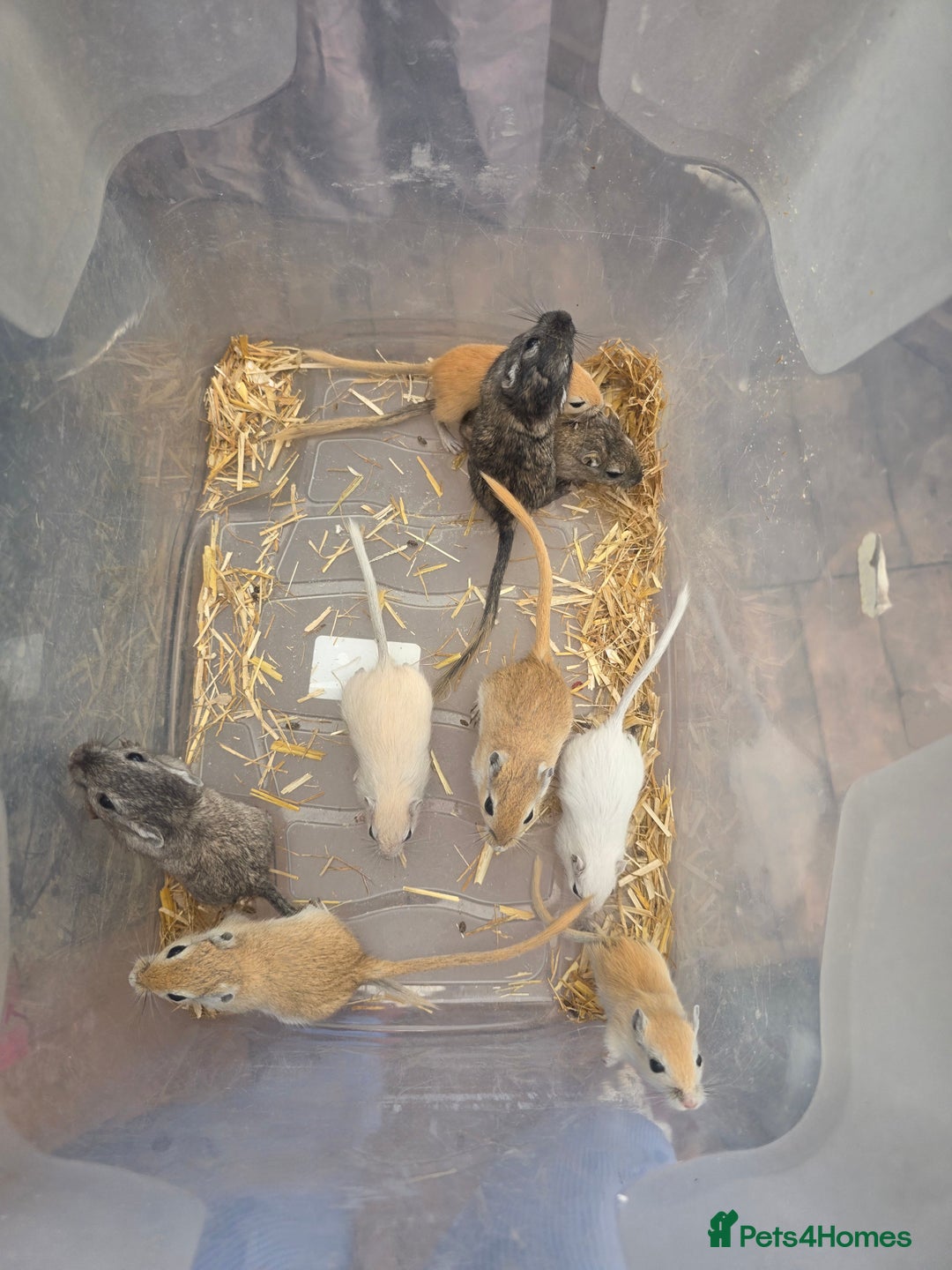 Gerbil rodents for sale: Baby Gerbils  - Image 3