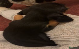 Mixed Breed dogs for sale: Minituare Yorkie cross dachshund puppies - Image 5