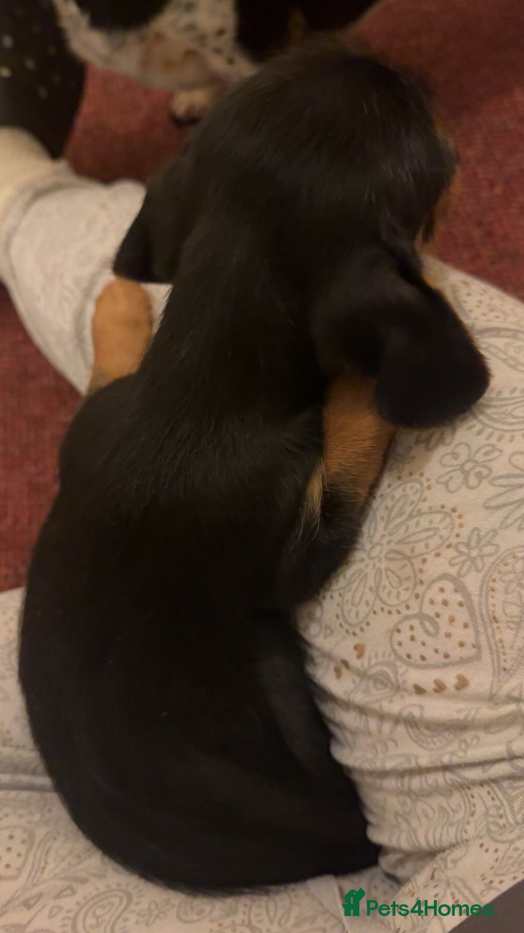 Mixed Breed dogs for sale: Minituare Yorkie cross dachshund puppies - Image 5