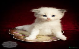 Ragdoll cats for sale: Ragdoll Bicolor Kitten Girl LPBC TICA REDUCED!!! - Image 3