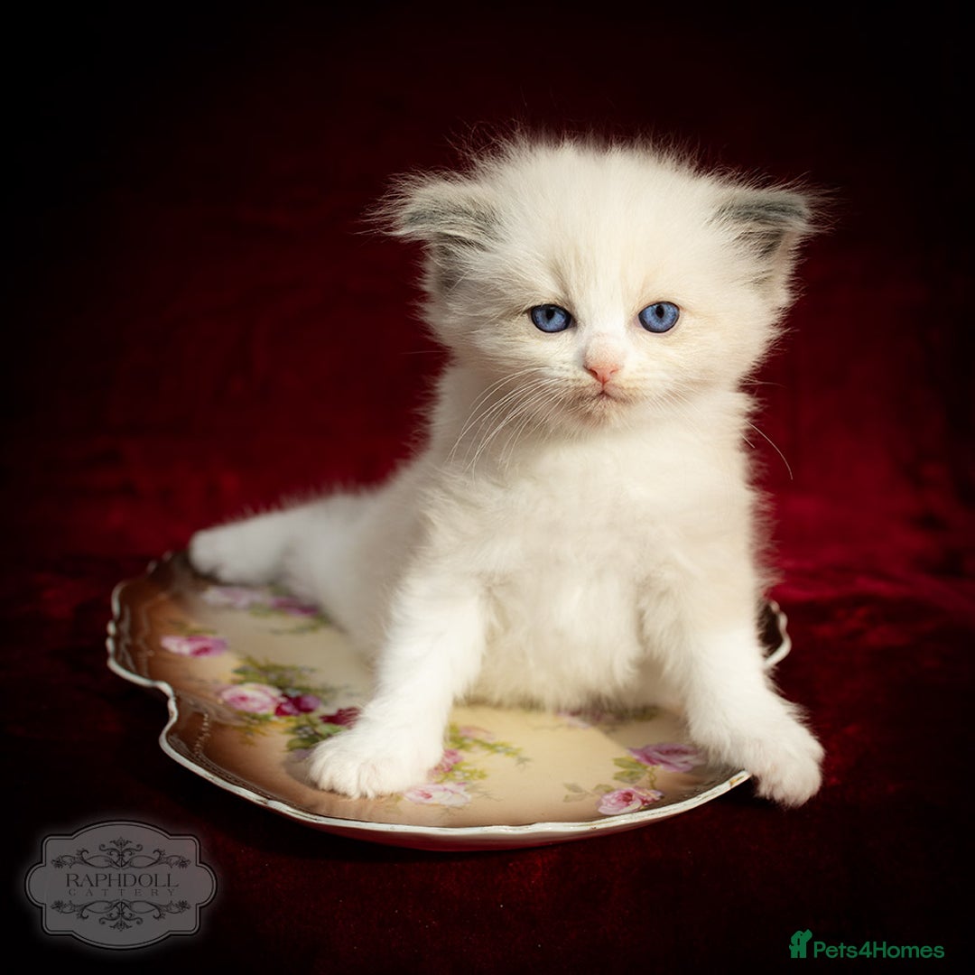 Ragdoll cats for sale: Ragdoll Bicolor Kitten Girl LPBC TICA REDUCED!!! - Image 3