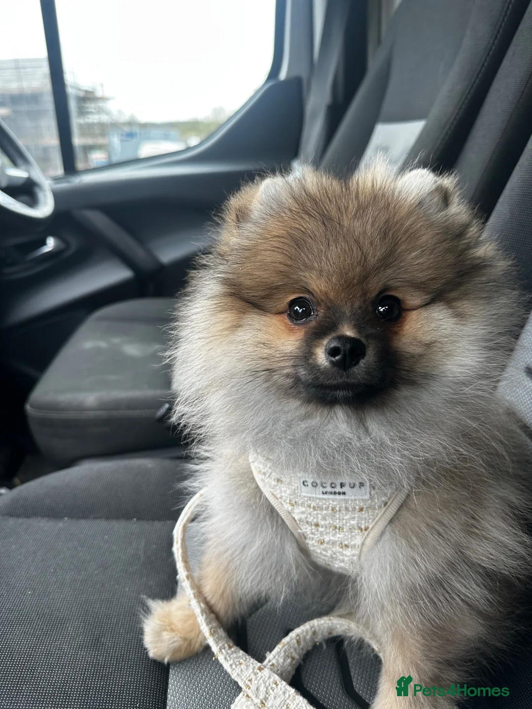 Pomeranian dogs for sale: Cream Sable Pomeranian in Nottingham - Advert 1