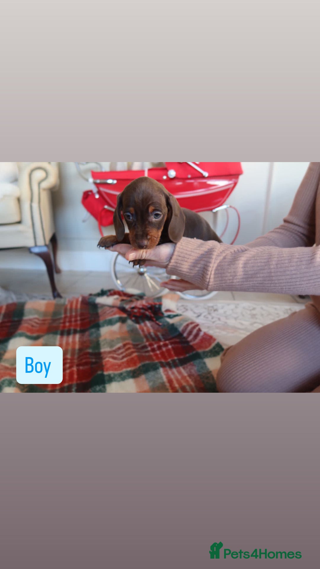 Dachshund dogs for sale: Miniature Dachshund puppies - Advert 7