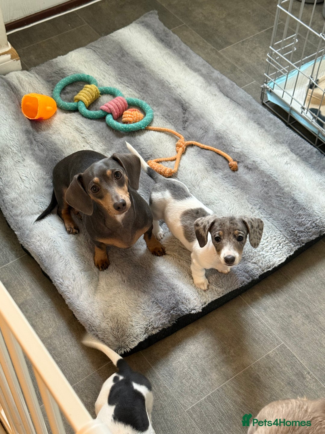Dachshund dogs for sale: Miniature dachshund pups  - Advert 1