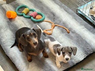 Dachshund dogs Miniature dachshund pups - Advert 1