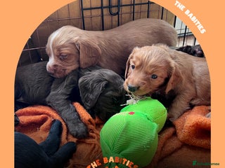 Cocker Spaniel dogs Working Cocker Spaniels Puppies for sale - Advert 1