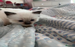 Ragdoll cats for sale:  Last stunning GCCF ragdoll girl - Image 3