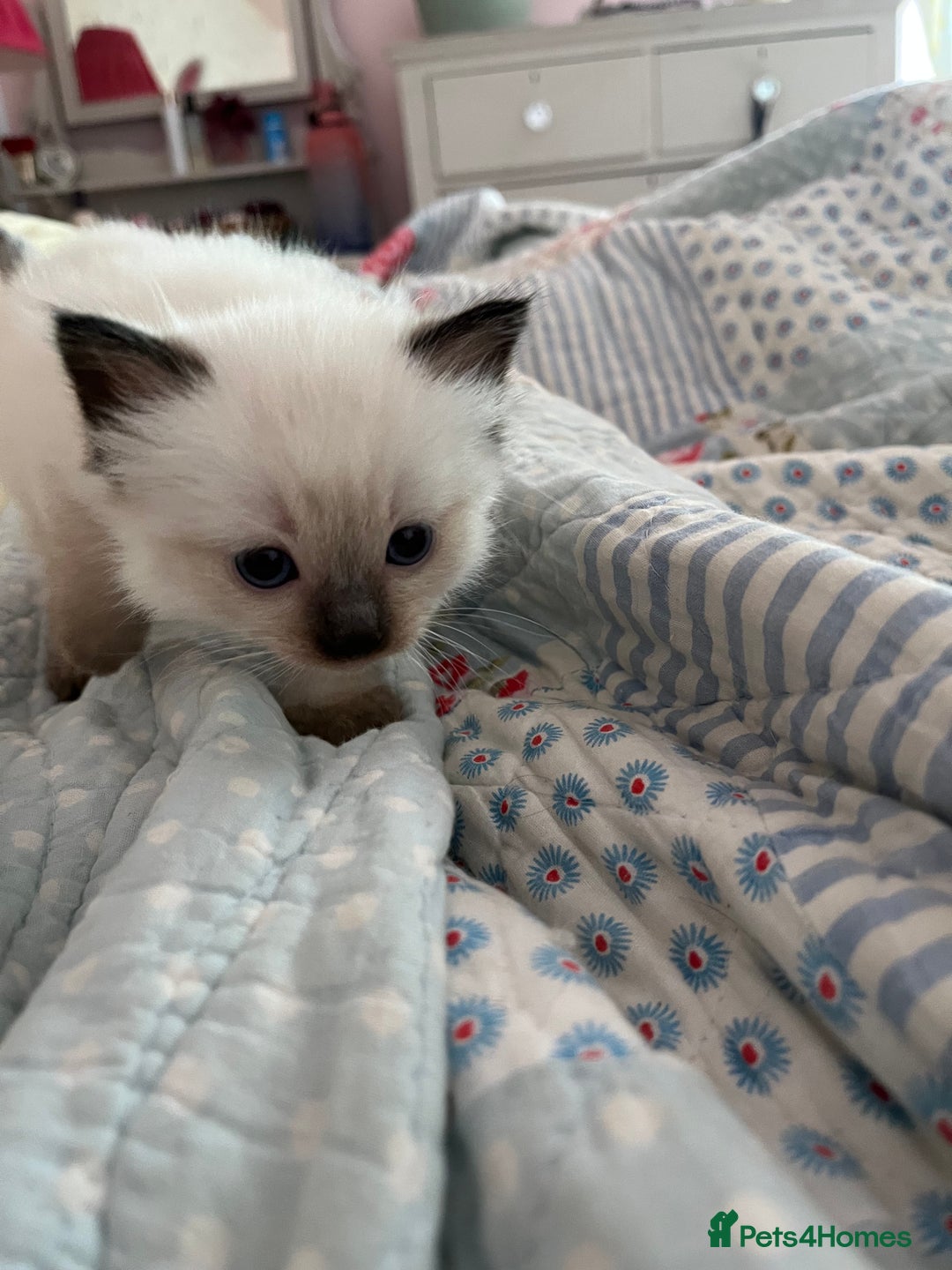 Ragdoll cats for sale:  Last stunning GCCF ragdoll girl - Image 3