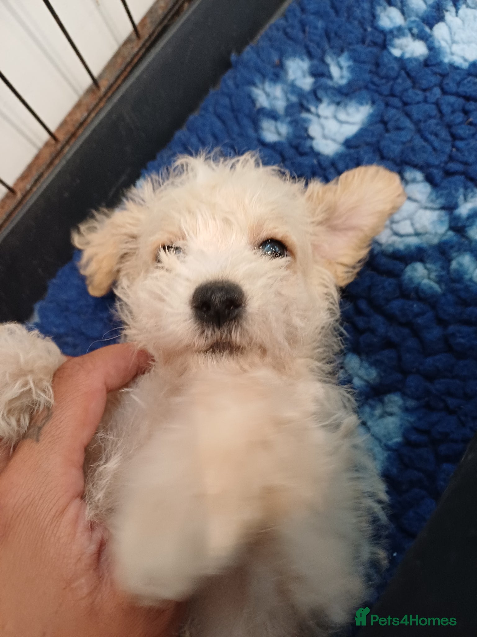 Schnoodle dogs for sale: Schnoodles 2x boy and 1x girl  in Bury Saint Edmunds - Advert 9