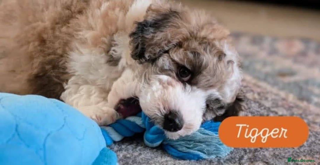 Poochon dogs for sale: Poochon pups stunning Rare colours - Image 19