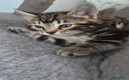 Bengal cats for sale:  Bengal with long haired blk & white kittens - Image 10