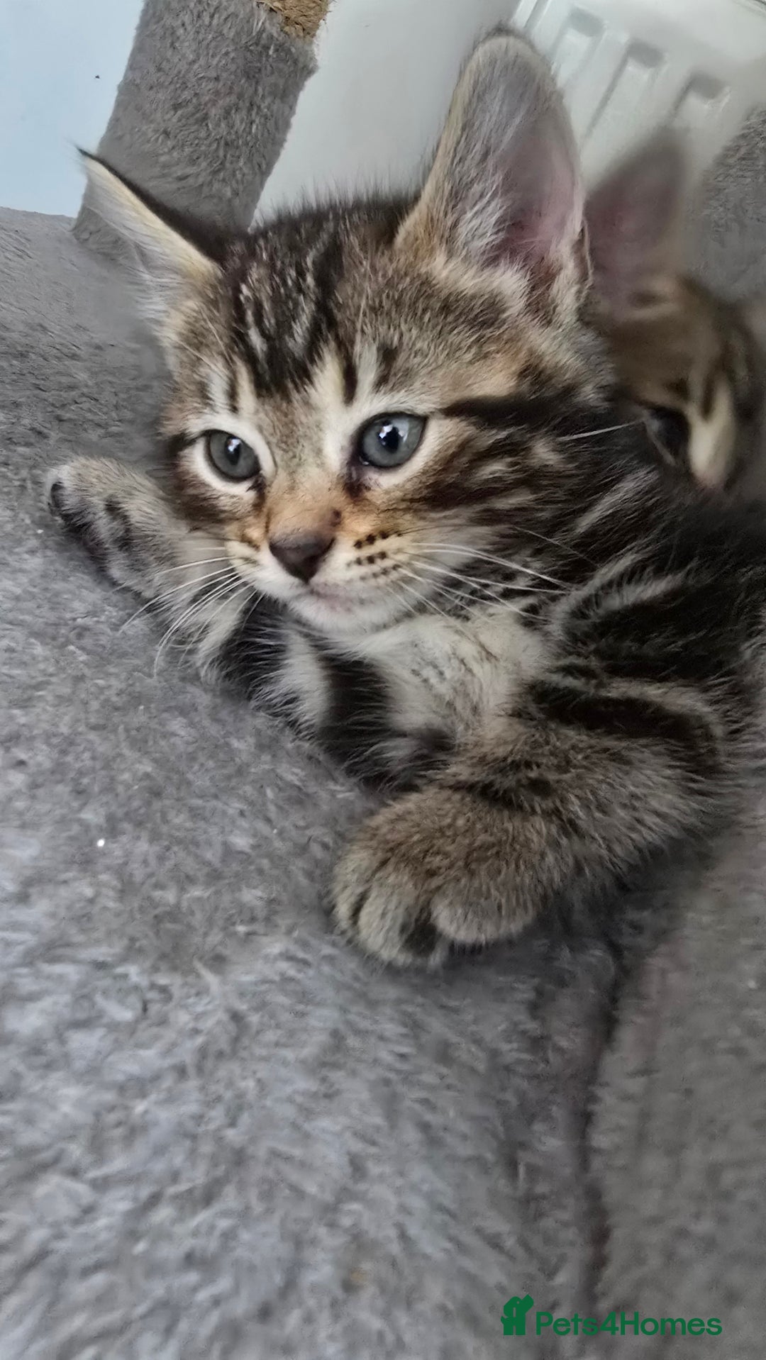 Bengal cats for sale:  Bengal with long haired blk & white kittens - Image 10