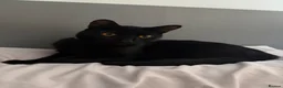 Domestic Shorthair cats for sale: Teddy - 1 year old male cat - Advert 10