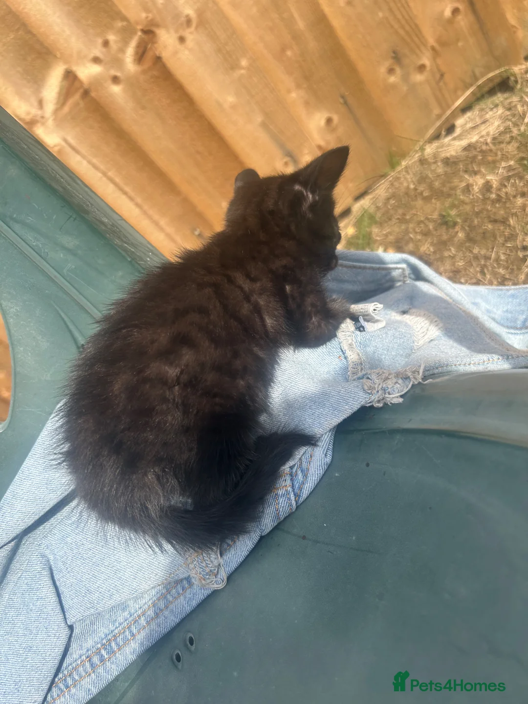 Savannah cats for sale: F3 savanna female left  - Advert 2