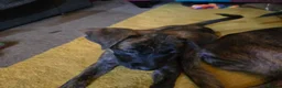 Mixed Breed dogs for sale: Boxer x Belgian Malinois Pups - Smart and stunning in Hereford - Advert 11