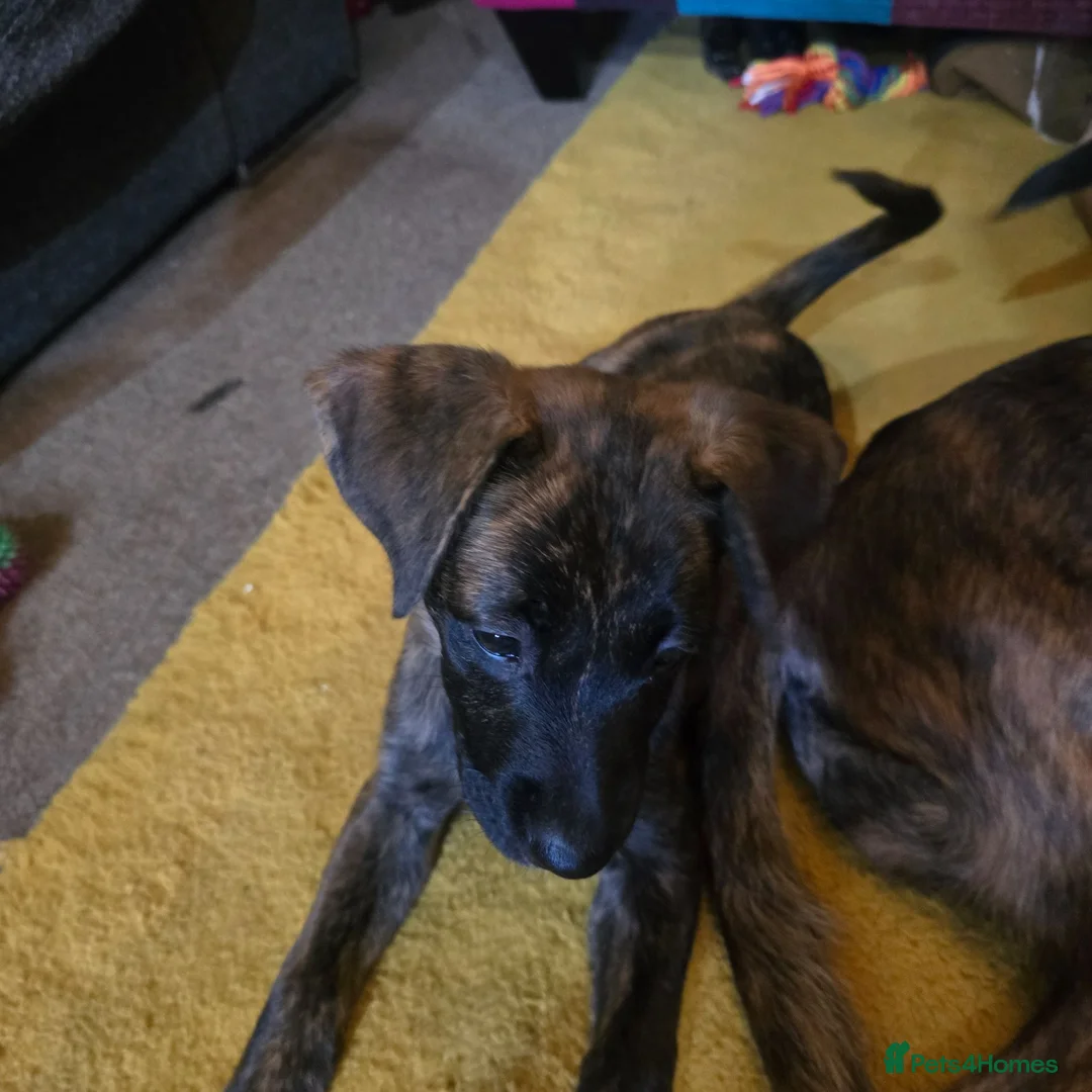 Mixed Breed dogs for sale: Boxer x Belgian Malinois Pups - Smart and stunning in Hereford - Advert 11