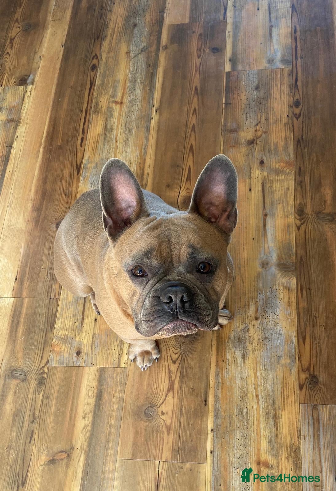 French Bulldog dogs Male French bulldog free for a loving home  - Advert 8