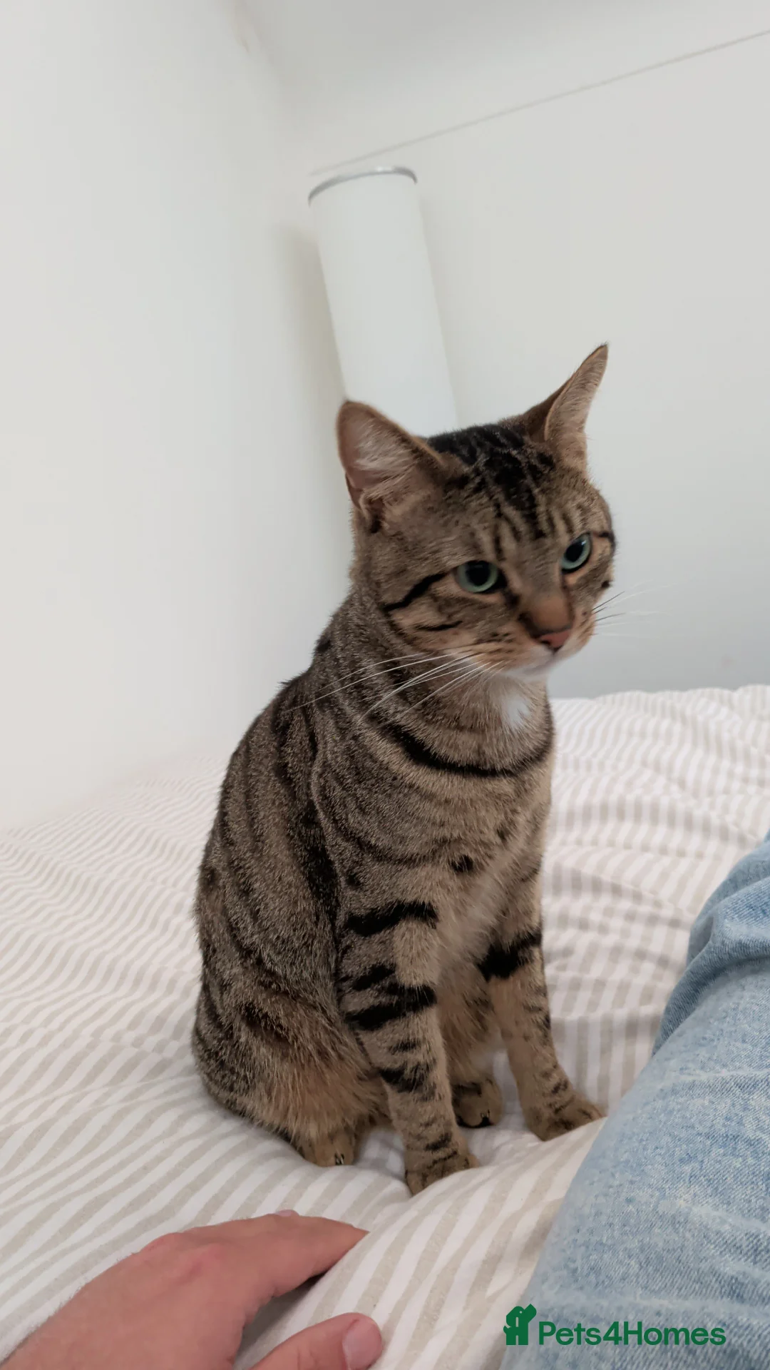 Mixed Breed cats for sale: Beautiful kind natured Cat in Chester - Advert 1