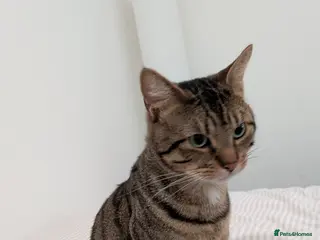 Mixed Breed cats Beautiful kind natured Cat in Chester - Advert 5