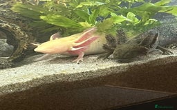 Axolotl reptiles for sale: Axolotl  - Image 2