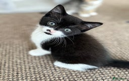 Mixed Breed cats for sale: 🐾 Adorable Kittens Looking for Loving Homes! 🐾 - Image 11